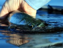 Close up of Nancy Harris' cutthroat eye