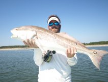 Nice bull red
