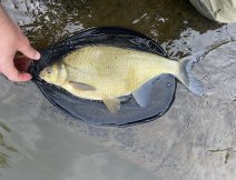 Coarse fish (Bream) on a MOP fly