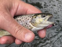 Brown Trout on a MOP fly