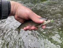 Small chub on MOP fly