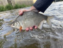 Coarse fish (Silver bream) on a MOP fly