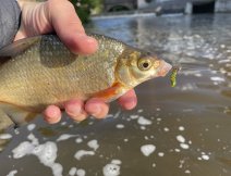 Coarse fish (Silver Bream) on a MOP fly