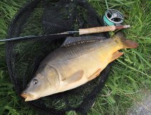 A short attempt on the neighboring coarse pond also brought a nice carp, which was caught on a yellow lure from my Fly Selection - TOP Trout Flies For Small Stillwaters.