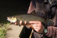 Chub fishing - picture gallery