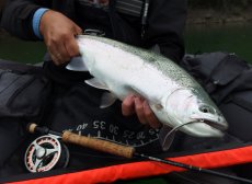 TOP & Favorite Streamers From My Fly Box - Gallery