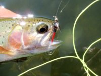 Flies for Aztec Trout Article