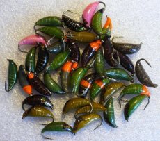 Super Heavy Nymphs From Slovakia - Article