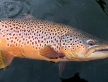 Brown Trout Inspiration