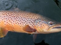 Trout Tattoo - The Obsession is Skin Deep