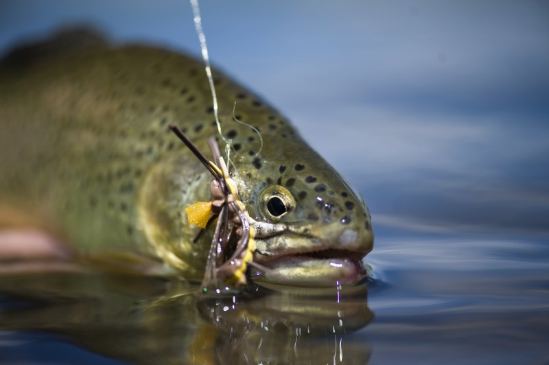 Apache Trout