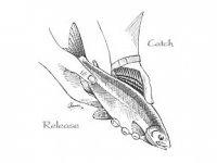 How important is catch and release?
