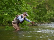 Czech Grayling - Article