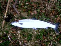 The Game Fish of Scotland