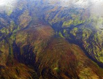 Underwater vegetation