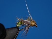 Emerging caddis pupa- Brachycentrus numerosus