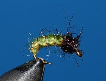 Mike's woven caddis larva - Brachycentrus