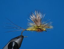 Dark green drake -Litobrancha recurvata