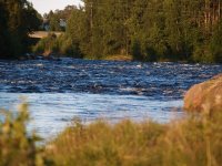 Salmon rivers in Sweden