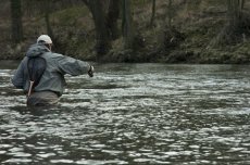 Fly Fishing wiht Caddis flies article