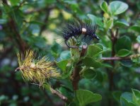 At The Vice - The BeadHeart Cactus Article