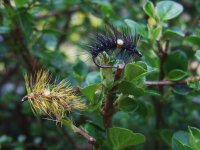 At the Vice - The BeadHeart Cactus