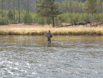 Observing a pod of rising trout on the Madison River in Yellowstone Park