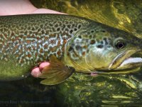Streamer fishing for a marble trout (10 important facts)