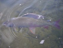 and another grayling...