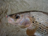 Contact and the Dead-drift