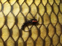 At the Vice - AR Carp Tuty