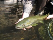 No prey is safe with those big eyes