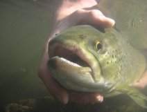 I’m waiting for you