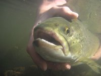 Bachelor Party of Heroes – A party of Four