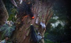 At The Vice - Conehead Octopus Article