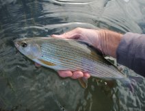 Grayling from San river