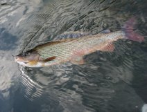 Grayling from San river