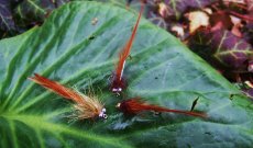 At The Vice - Cheeky Devil Matuka Article