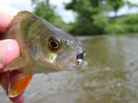 Fly Fishing for river perch