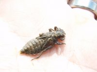 Bugs of the West coast of Canada and the USA