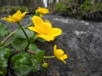 Fly Fishing on river Mže