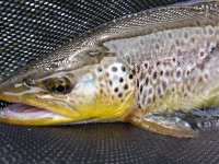 River Váh near Ružomberok, Slovakia