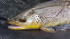 Article about Váh near Ružomberok