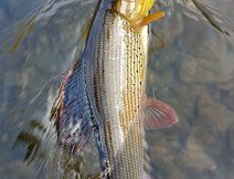 Grayling from river Dee