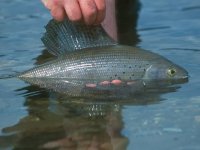 The Grayling