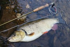 Fly Fishing For Coarse Fish - Indian Summer