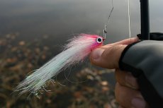 Fly Fishing For Coarse Fish - The Gear & Flies For Predators