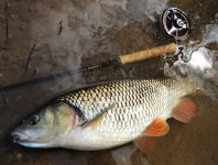 Fly Fishing For Chub - Fly Gear & Fishing Tactics