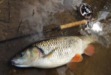 Fly Fishing For Chub - Fly Gear & Fishing Tactics - Article