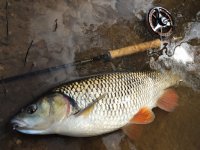 Fly Fishing For Chub - Fly Gear & Fishing Tactics